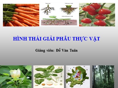 Bài giảng Hình thái giải phẫu thực vật - Đỗ Văn Tuân