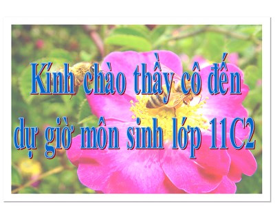 Bài giảng Sinh học 10 - Bài 26: Sinh sản của vi sinh vật