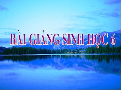 Bài giảng Sinh học 6 - Bài 40 : Hạt thông-Cây thông