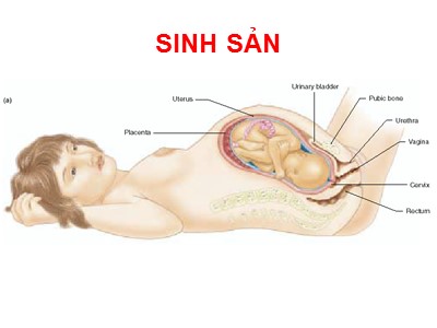 Bài giảng Sinh sản