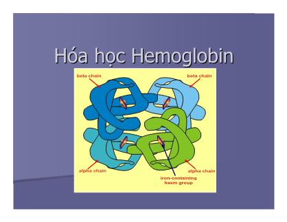 Hóa học Hemoglobin