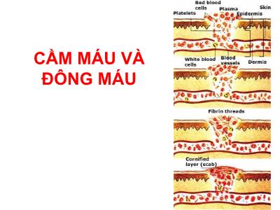 Bài giảng Cầm máu và đông máu