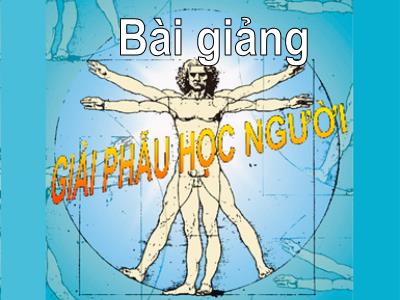 Bài giảng Giải phẫu học người