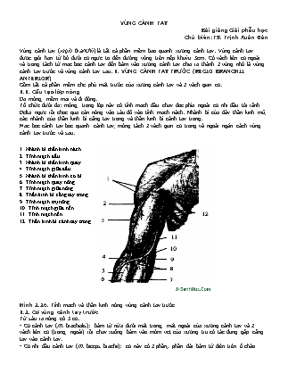 Bài giảng Giải phẫu học: Vùng cánh tay - TS. Trịnh Xuân Đàn