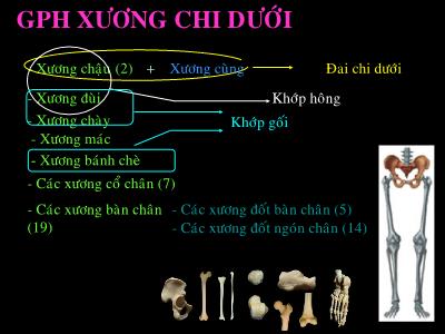 Bài giảng GPH Xương chi dưới