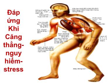 Bài giảng Hệ nội tiết - Lê Hồng Thịnh