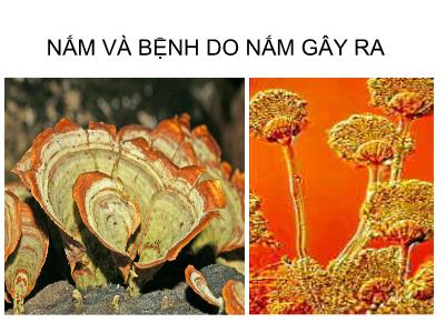 Bài giảng Nấm và bệnh do nấm gây ra