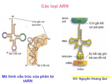 Bài giảng Sinh học: Các loại ARN