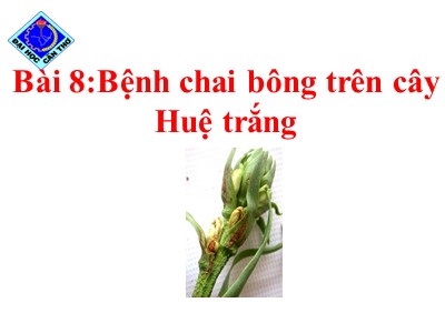 Bài giảng Bệnh chai bông trên cây Huệ trắng