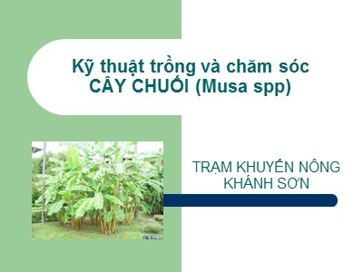 Kỹ thuật trồng và chăm sóc cây chuối (Musa spp)