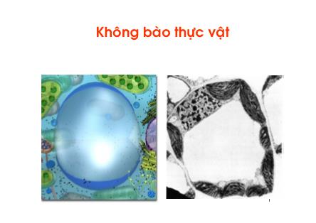 Bài giảng Không bào thực vật