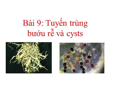 Bài giảng Tuyến trùng bướu rễ và cysts