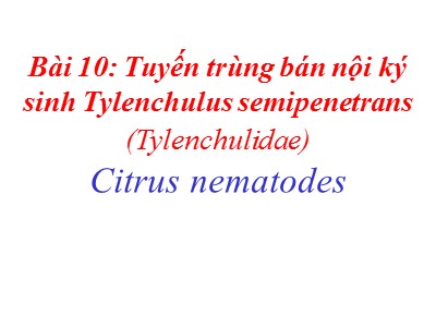 Tuyến trùng bán nội ký sinh Tylenchulus semipenetrans (Tylenchulidae)