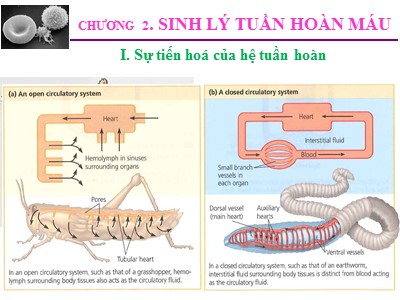 Bài giảng Sinh lý động vật - Chương 2: Sinh lý tuần hoàn máu