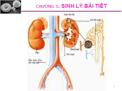 Bài giảng Sinh lý động vật - Chương 5: Sinh lý bài tiết