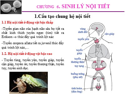 Bài giảng Sinh lý động vật - Chương 6: Sinh lý nội tiết