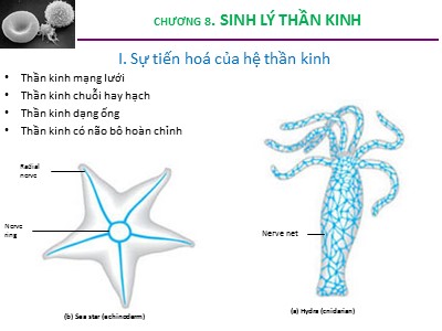 Bài giảng Sinh lý động vật - Chương 8: Sinh lý thần kinh