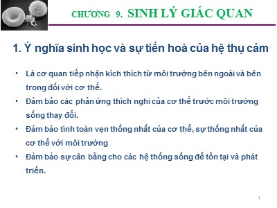 Bài giảng Sinh lý động vật - Chương 9: Sinh lý giác quan