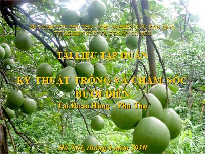 Tài liệu Kỹ thuật trồng và chăm sóc bưởi diễn tại Đoan Hùng – Phú Thọ