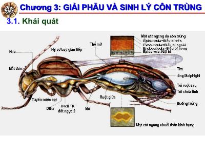 Bài giảng Côn trùng đại cương - Chương 3: Giải phẫu và sinh lý côn trùng