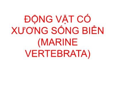 Bài giảng Động vật có xương sống biển (Marine Vertebrata)
