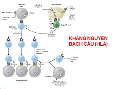 Bài giảng Kháng nguyên bạch cầu (hla)