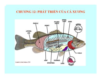 Bài giảng Mô và phôi - Chương 12: Phát triển của cá xương