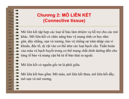 Bài giảng Mô và phôi - Chương 2: Mô liên kết (Connective tissue)