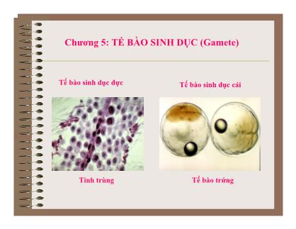 Bài giảng Mô và phôi - Chương 5: Tế bào sinh dục (Gamete)