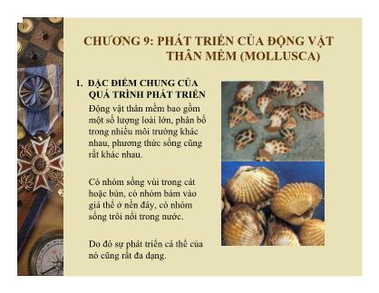 Bài giảng Mô và phôi - Chương 9: Phát triển của động vật thân mềm (Mollusca)