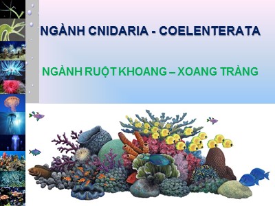 Bài giảng Ngành ruột khoang-Xoang tràng