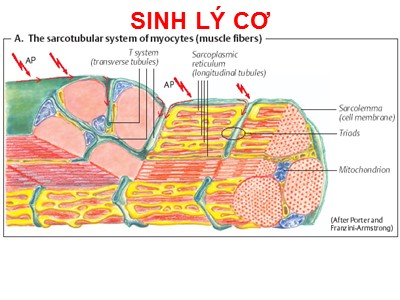 Bài giảng Sinh lý cơ