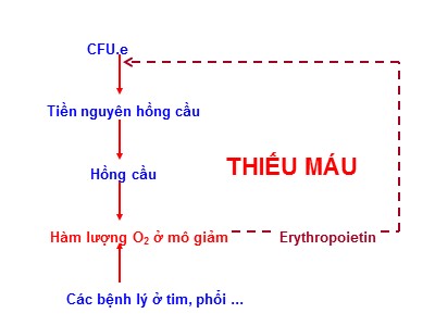 Bài giảng Thiếu máu