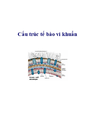 Cấu trúc tế bào vi khuẩn