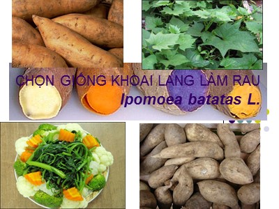 Chọn giống khoai lang làm rau (Ipomoea batatas L.)