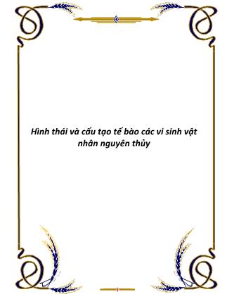 Hình thái và cấu tạo tế bào các vi sinh vật nhân nguyên thủy