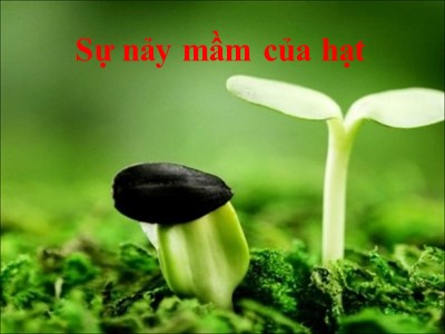 Sự nảy mầm của hạt