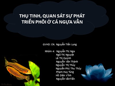 Thụ tinh, quan sát sự phát triển phôi ở cá ngựa vằn
